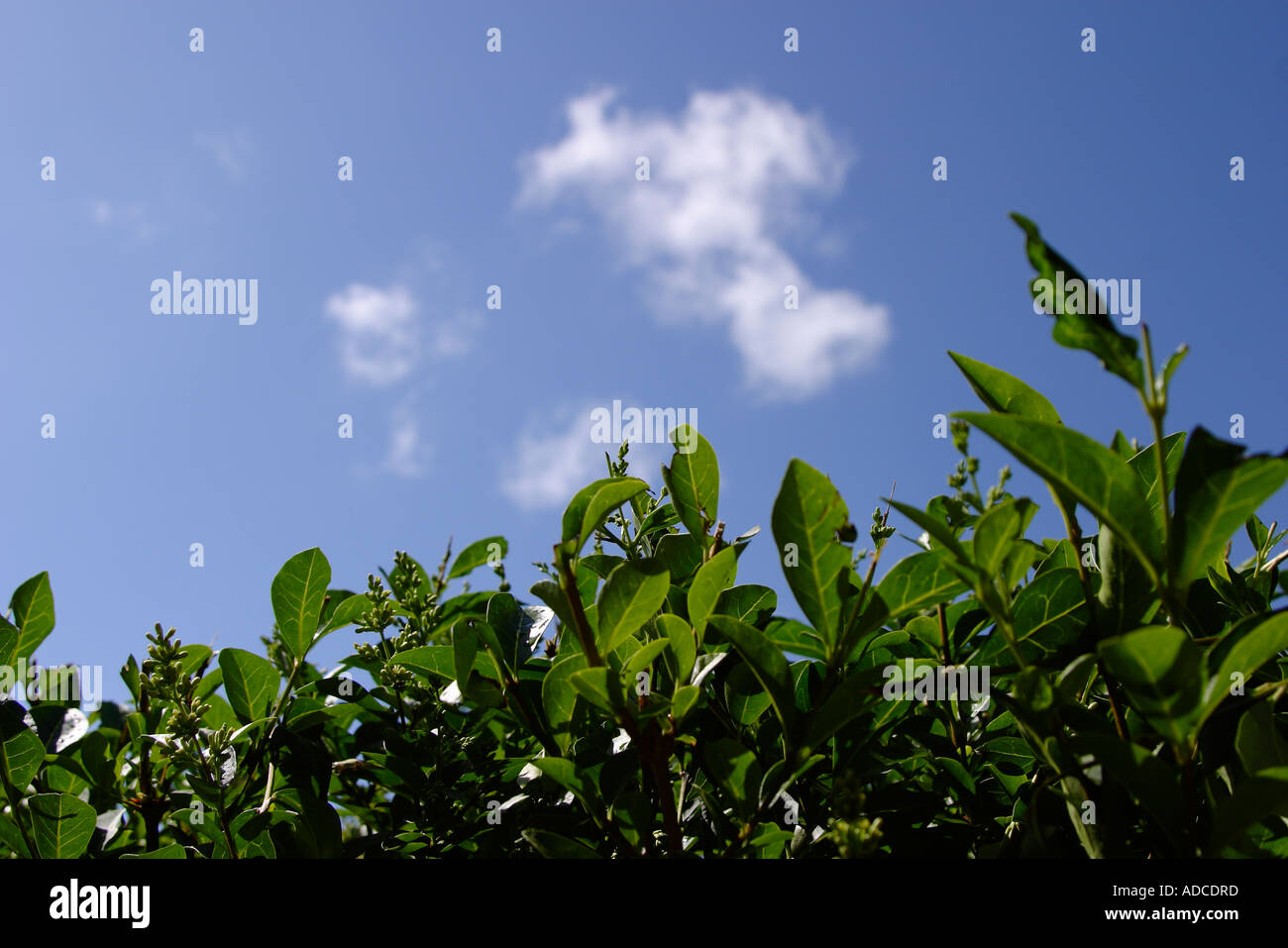 portrait image of green privet hedge with blue sky with small white cloud shot in strong sunlight shot on 21st June 2006 Stock Photo