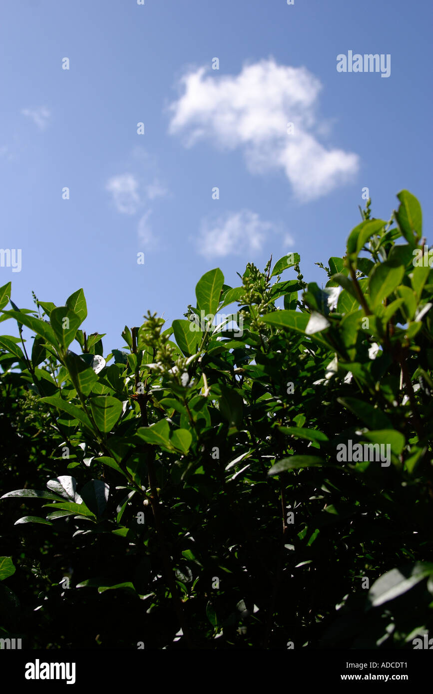 portrait image of green privet hedge with blue sky with small white cloud shot in strong sunlight shot on 21st June 2006 Stock Photo