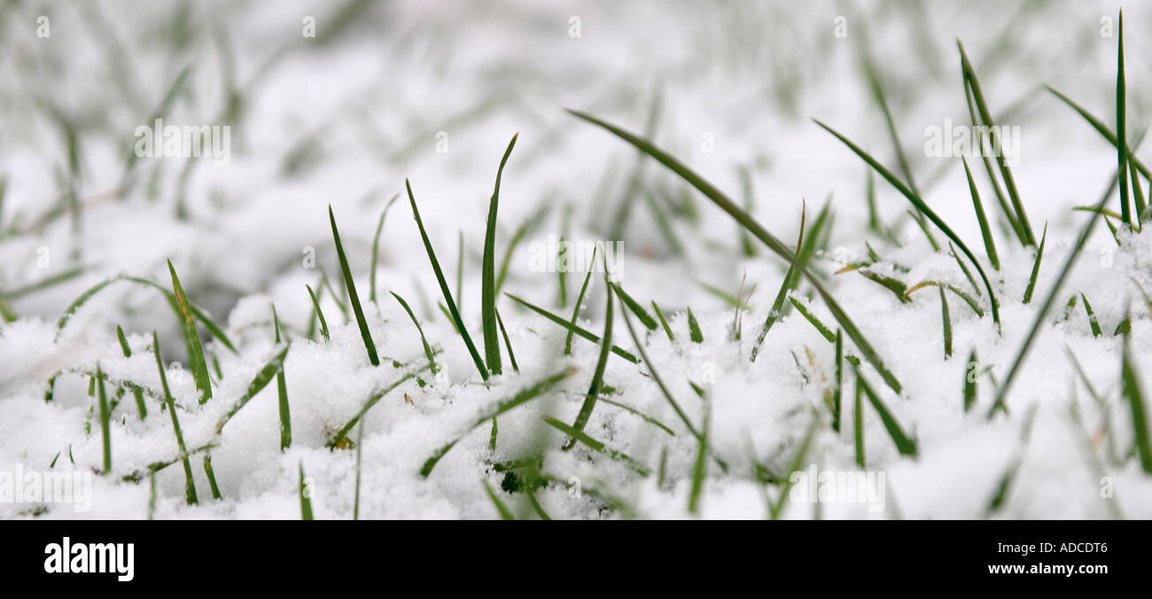 landscape shot of green blades of grass surrounded by freshly fallen snow Stock Photo