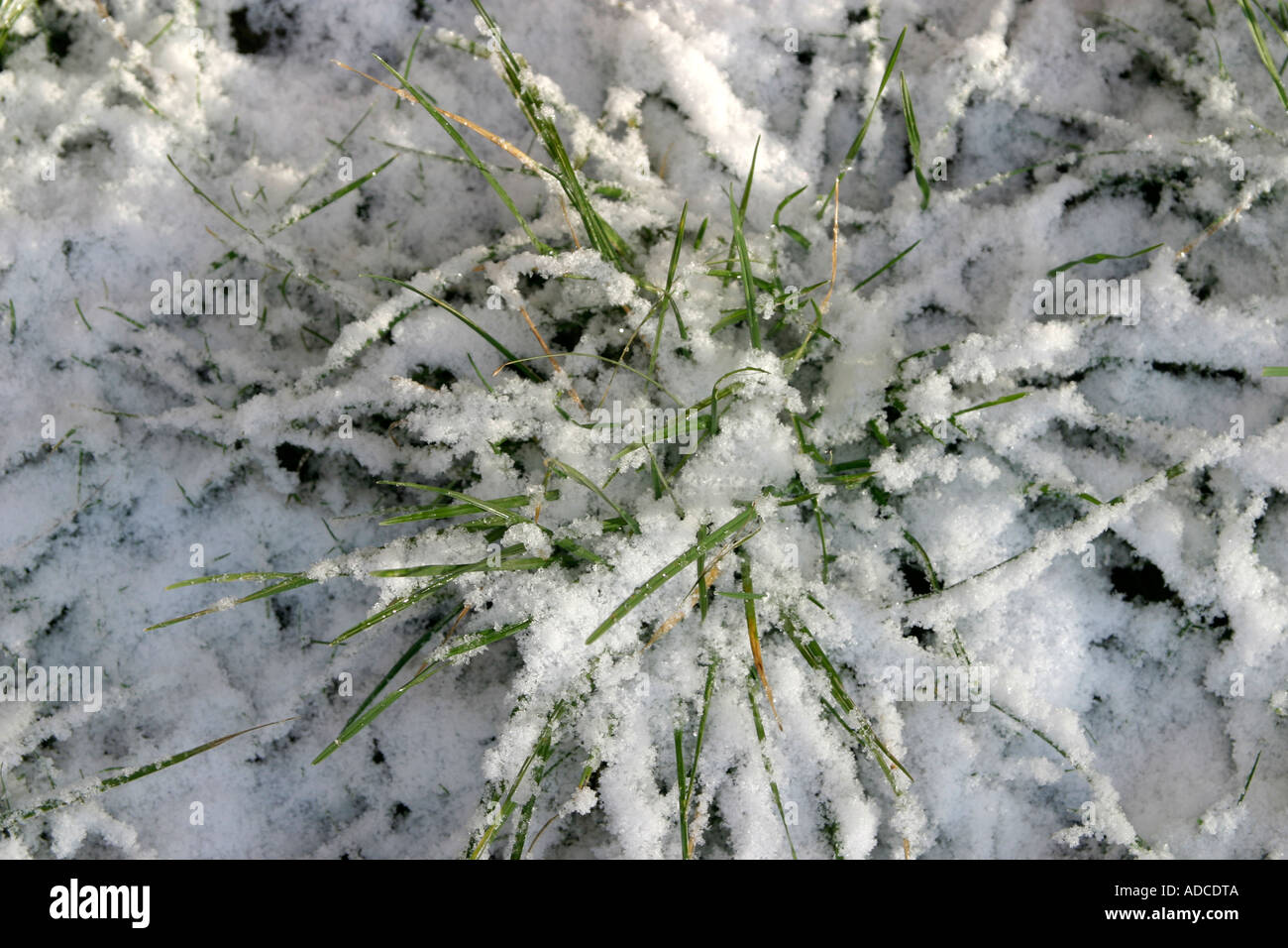 landscape shot of freshly fallen snow onto blades of grass showing a circular pattern and shape Stock Photo