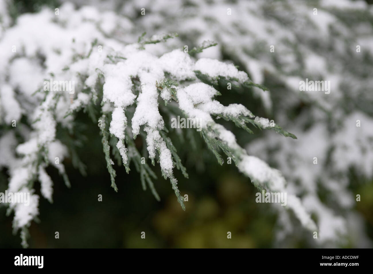 Landscape shot of freshly fallen snow on green fern Stock Photo