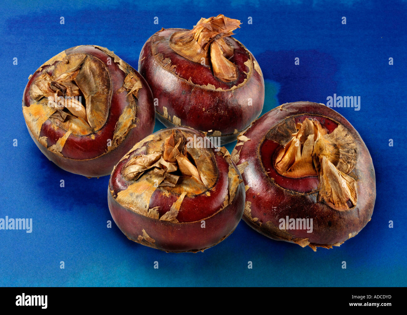 WHOLE RAW WATER CHESTNUTS Stock Photo Alamy