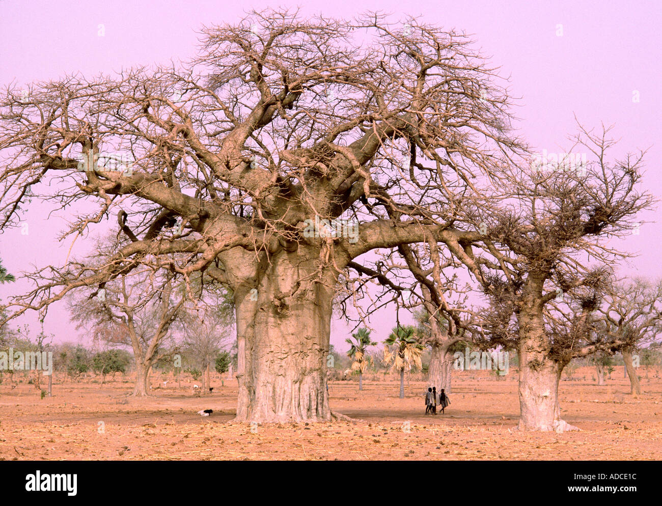 Baobab trees in the Sahel central Mali Stock Photo