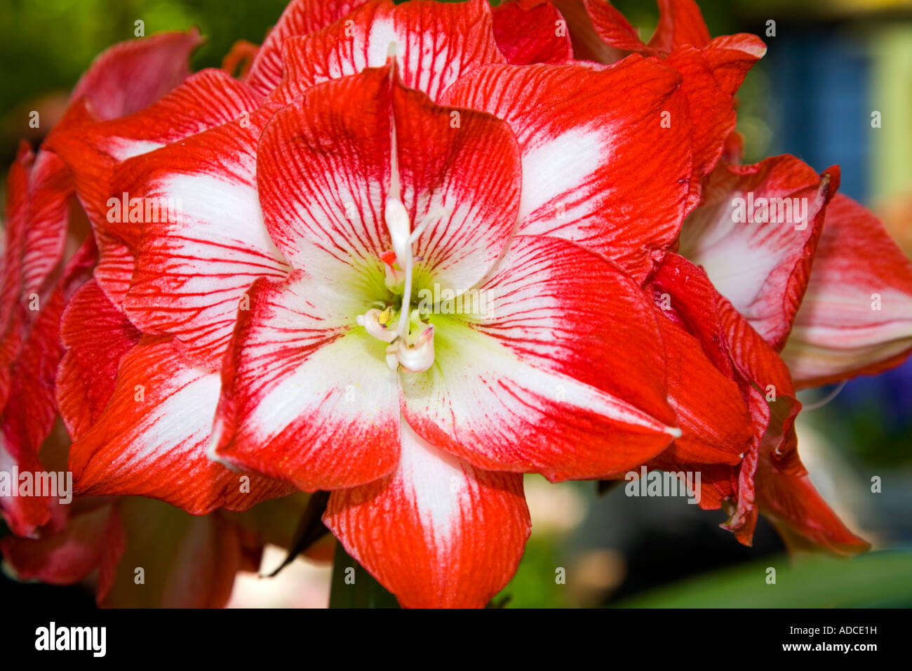 Amaryllis flower red with white strips Stock Photo