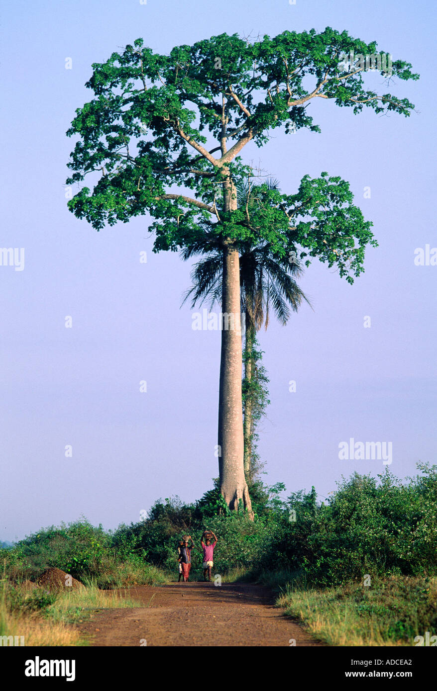 Deforestation, Ivory Coast Stock Photo