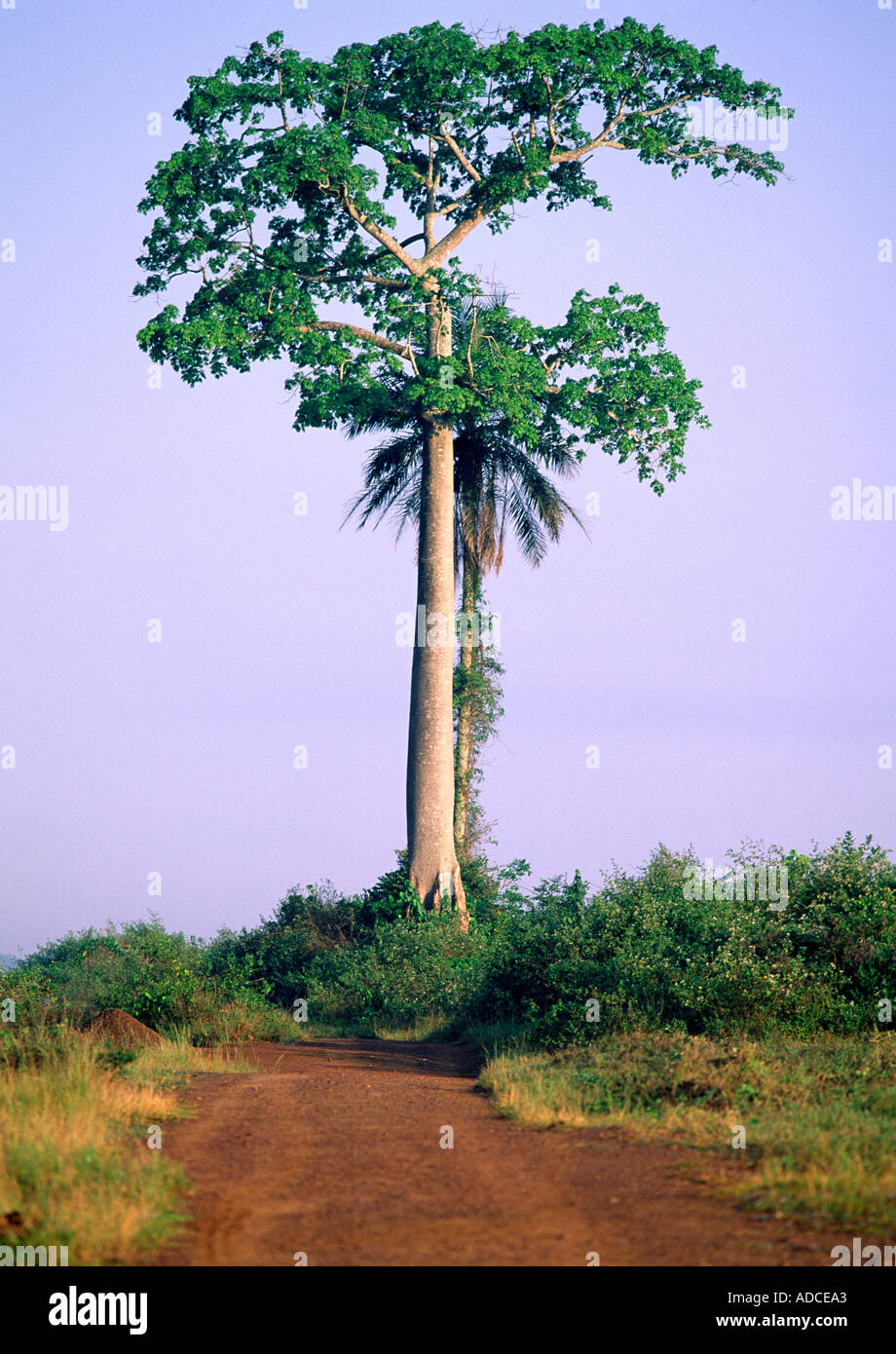 Deforestation, Ivory Coast Stock Photo