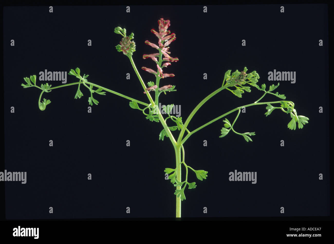 Medicinal plant Fumaria officinalis Erdrauch Stock Photo