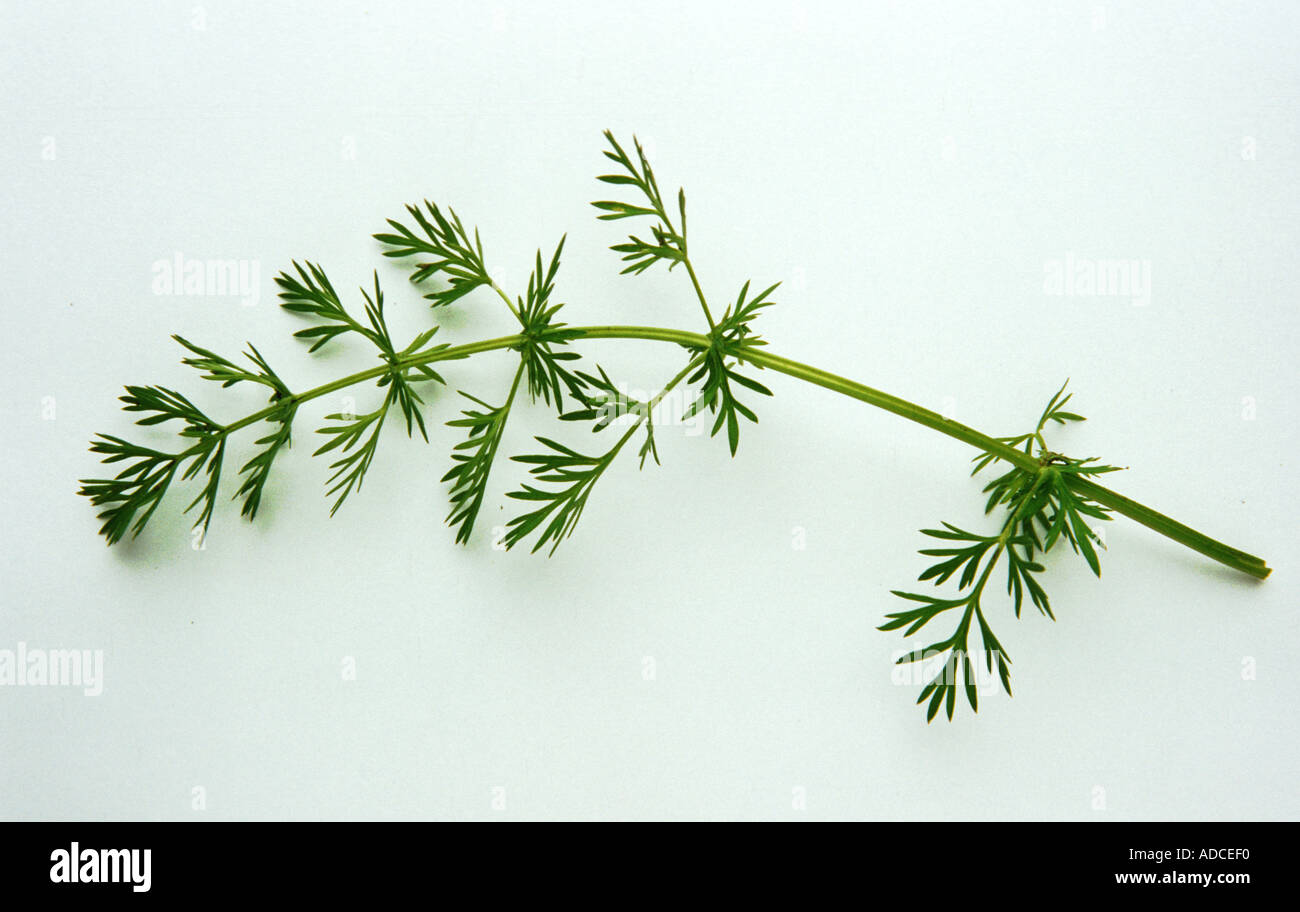 Medicinal plant spice Cumin leaves carum cavi Stock Photo 904944 Alamy