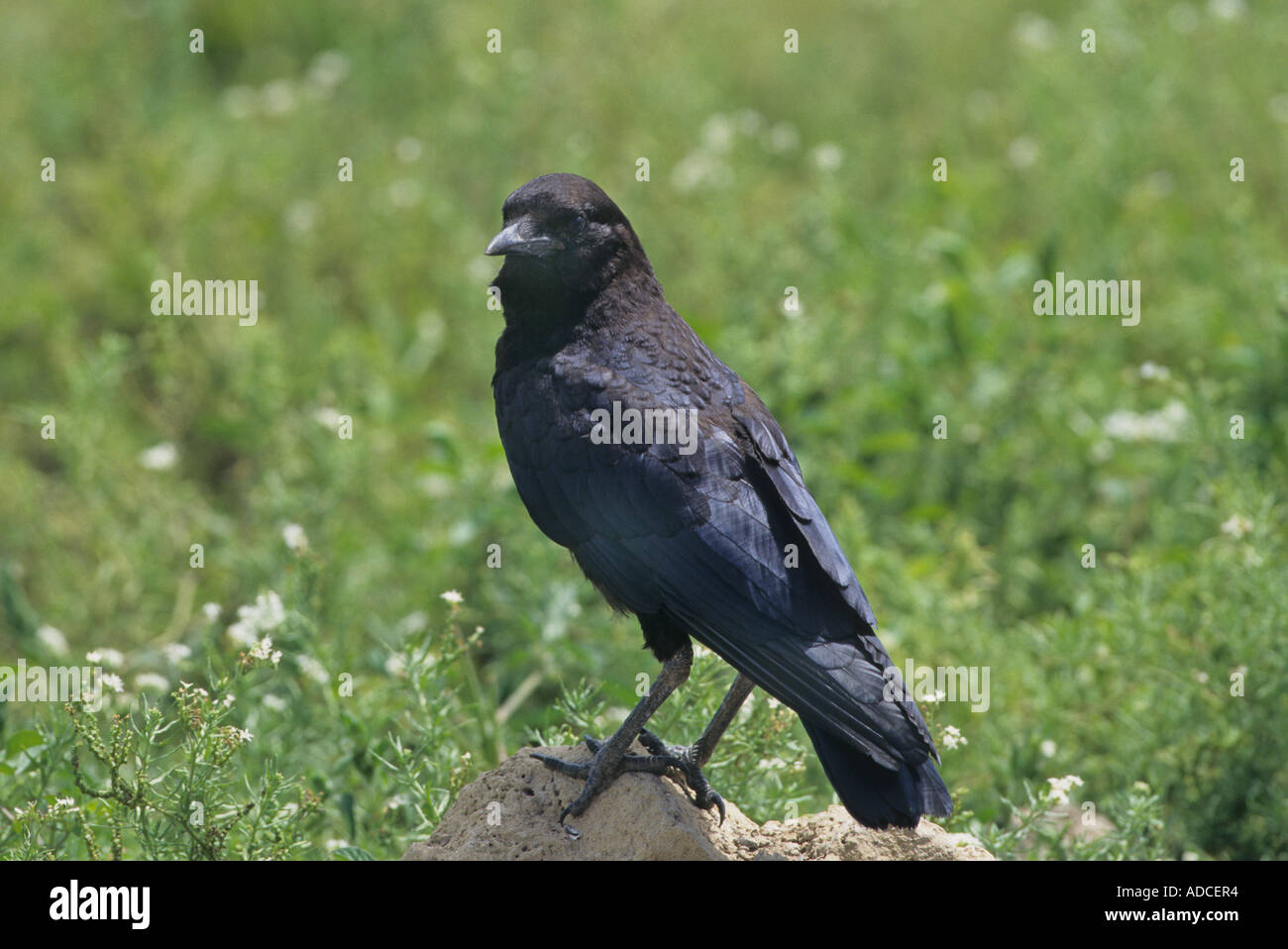 Cape Rook Corvus capensis Serengeti Tanzania Stock Photo - Alamy
