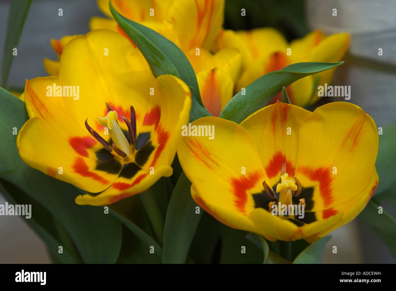 Yellow Tulips in Keukenhof Amsterdam Holland Stock Photo