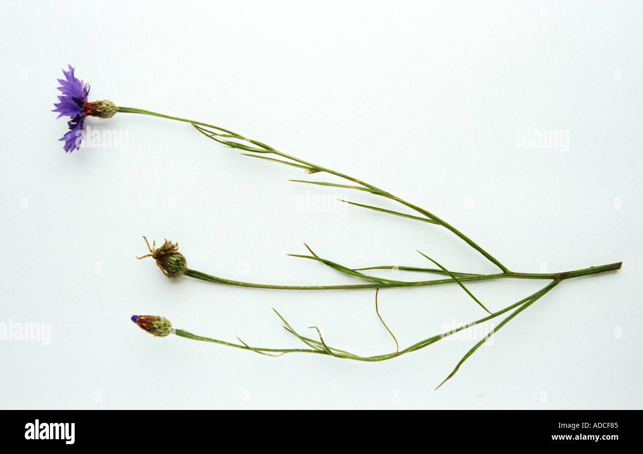 Medicinal plant cornflower centaurea cyanus Stock Photo Alamy