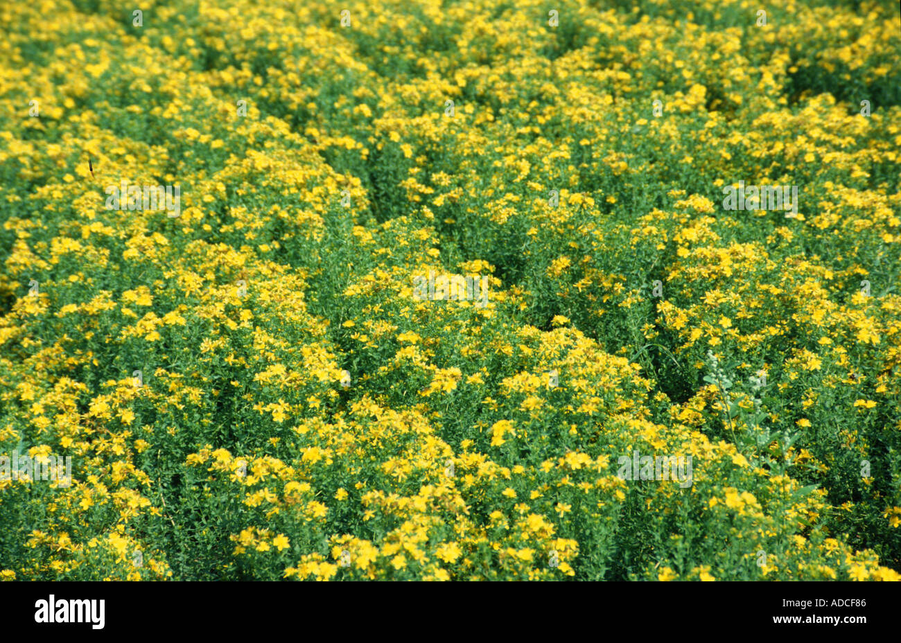 Medicinal plant Saint John Wort Saint John s Wort Hypericum perforatum