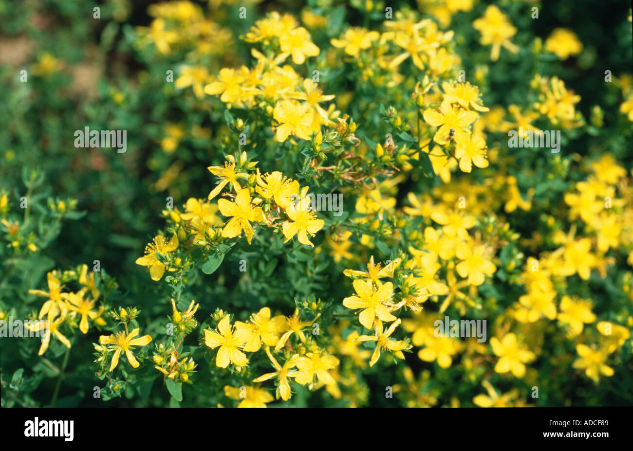 Medicinal plant Saint John Wort Saint John s Wort Hypericum perforatum field Stock Photo