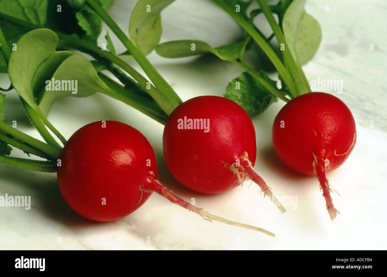 Food Garden Plant Radish Small Red Hot Radish Stock Photo Alamy