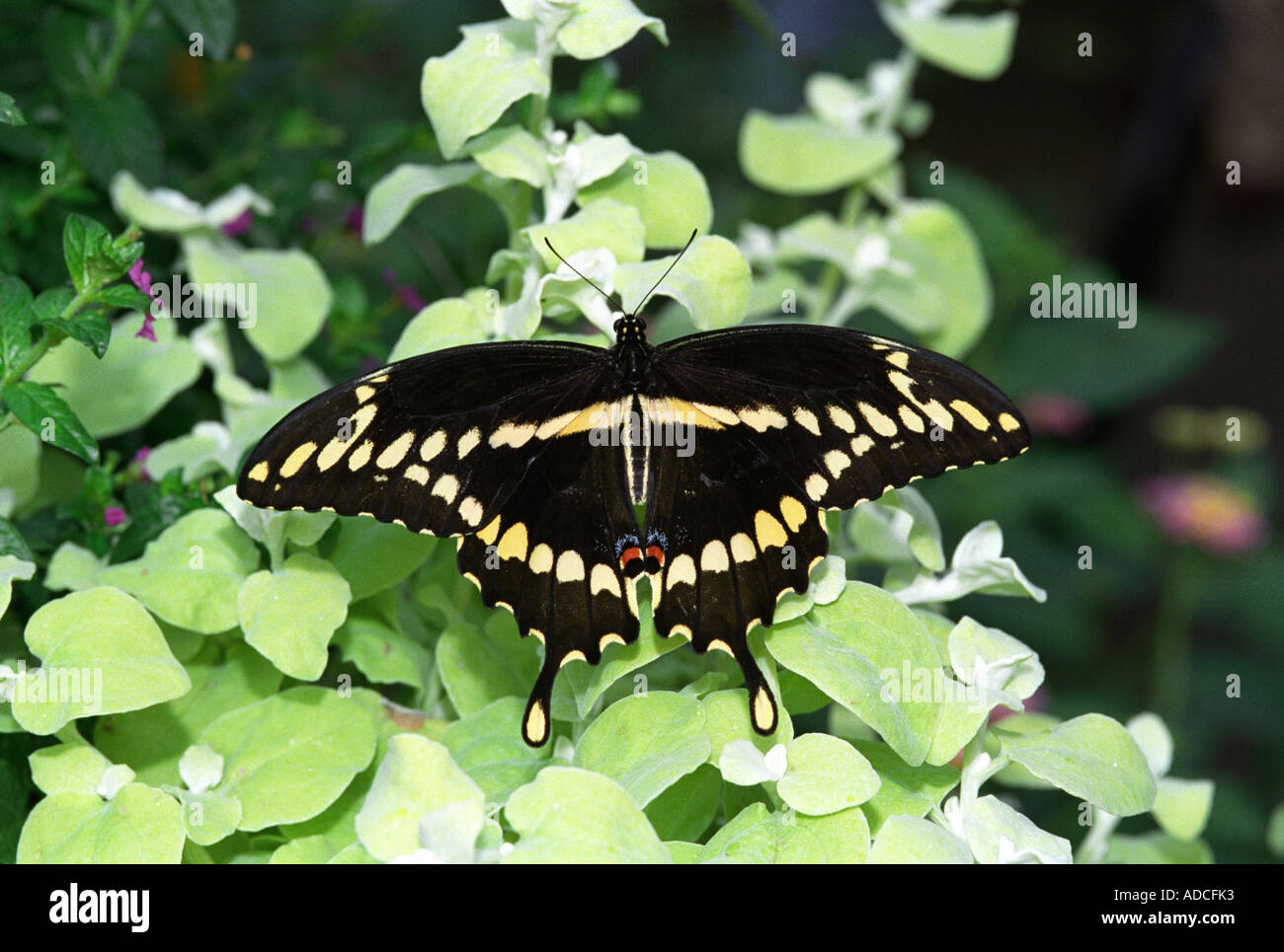 Black swallowtail butterfly (Papilio polyxenes) resting on green plant Stock Photo