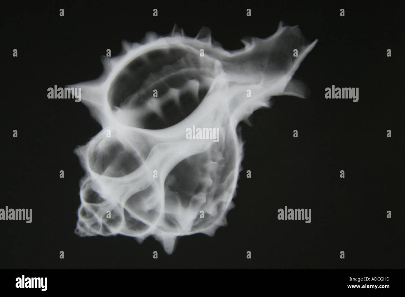 X-Ray of seashell called Kings Crown in black and white Stock Photo - Alamy