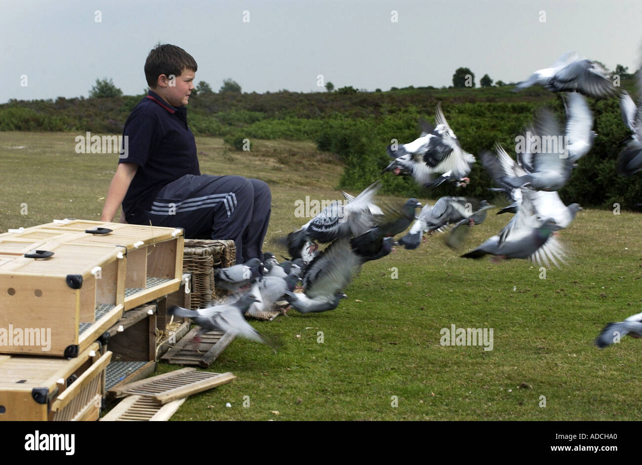 Young racing pigeons being released on a training flight Stock Photo Alamy