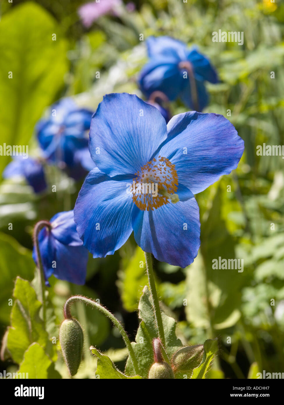 'Himalayan Poppy' Meconopsis grandis blue form flower backlit in close up in a garden in early summer Stock Photo