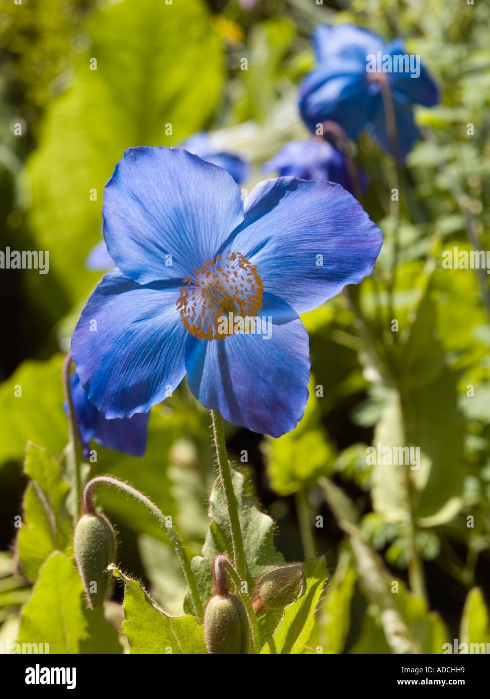 'Himalayan Poppy' Meconopsis grandis blue form backlit in close up in a garden in early summer Stock Photo