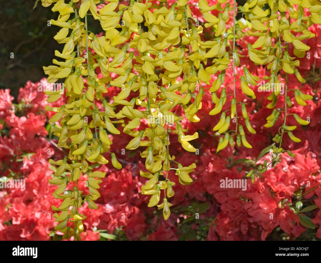 Laburnum flowers in close up hanging with red Rhododendron flowers in ...