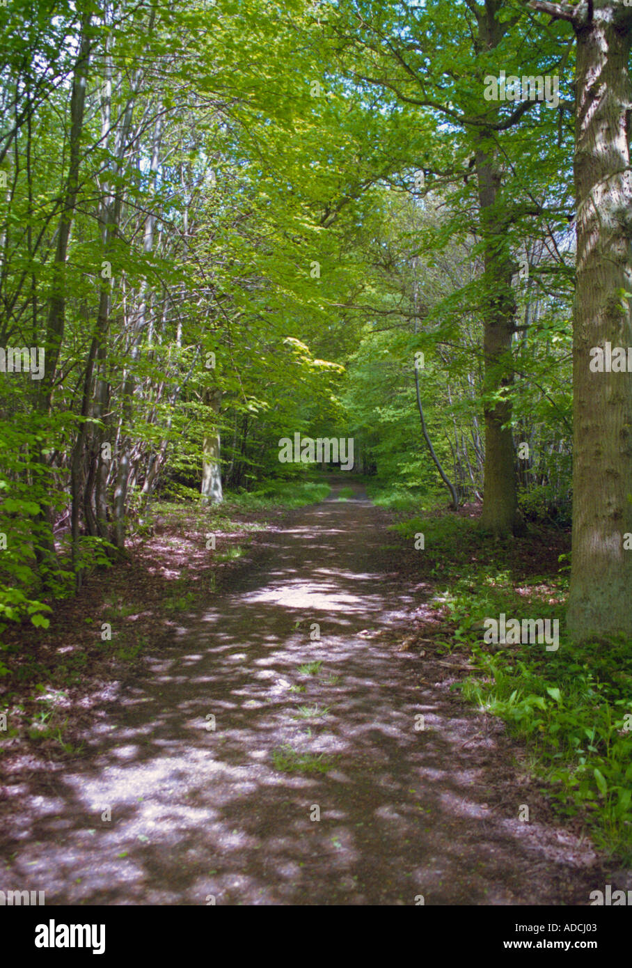 Quite woodland walk hi-res stock photography and images - Alamy