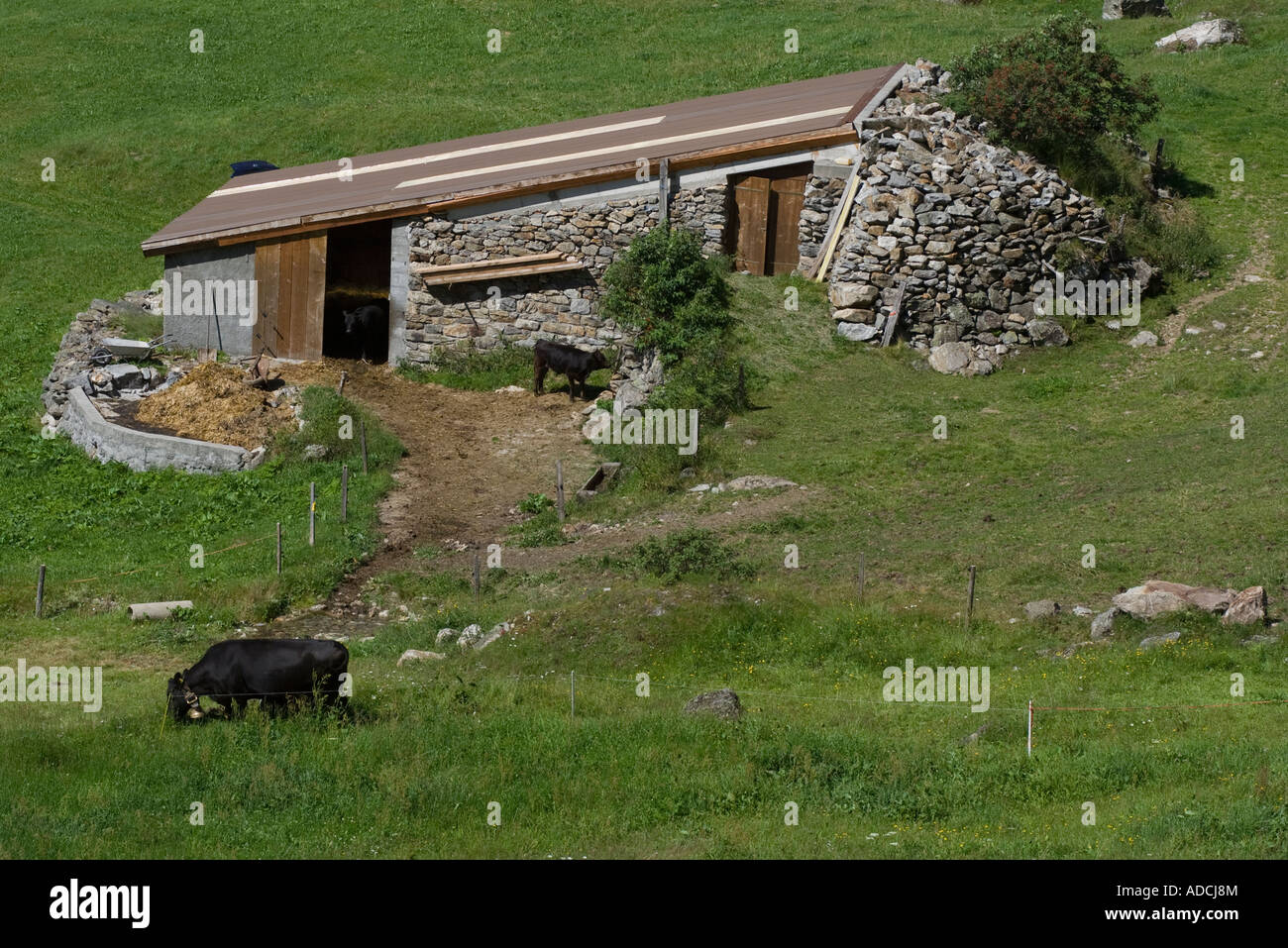 Mountain stone Barn with cows in the Meiental valley, Uri, Central Switzerland Stock Photo