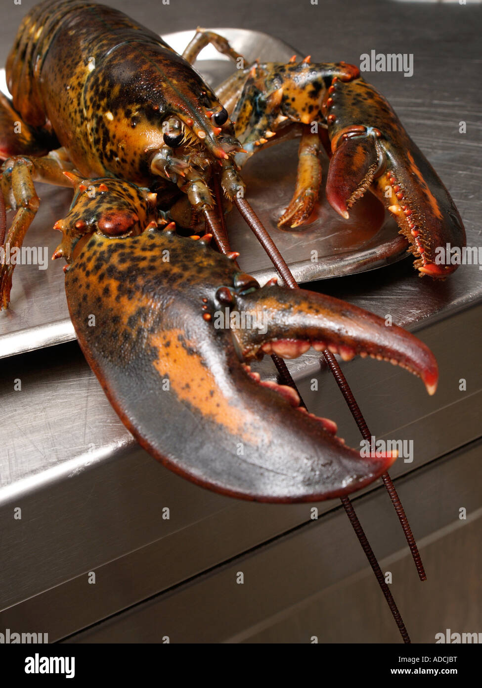 Live lobster on stainless dish in professional restaurant kitchen