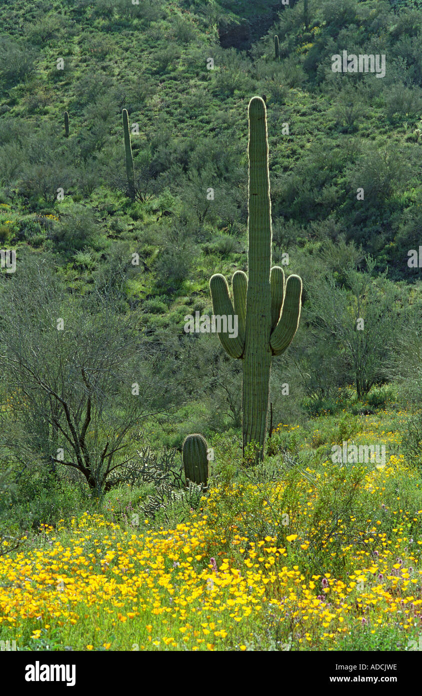 Backlit saguaro with yellow desert wild flowers, lake pleasant AZ Stock Photo