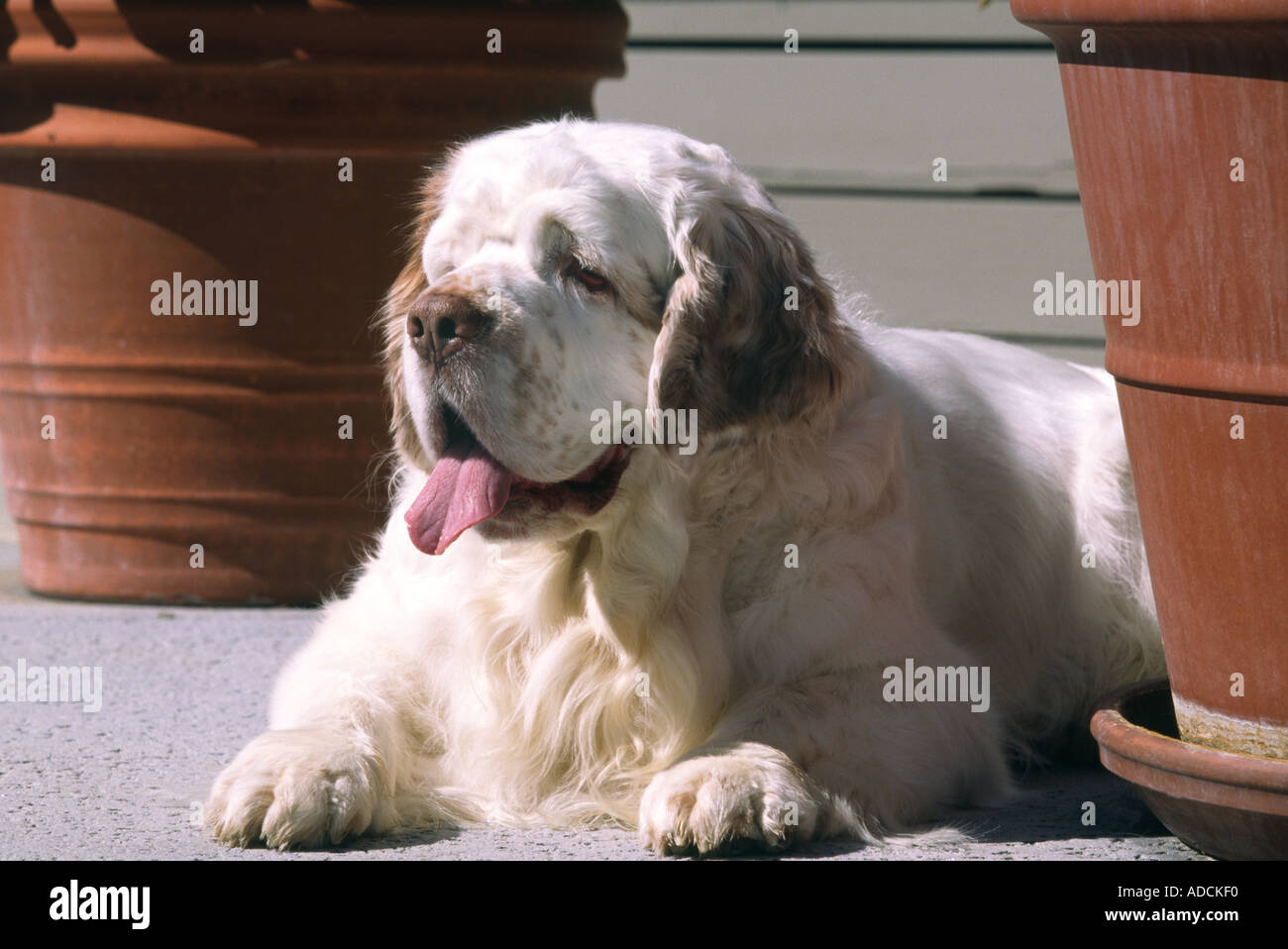 Clumber Spaniel dog resting outside model released image Stock Photo