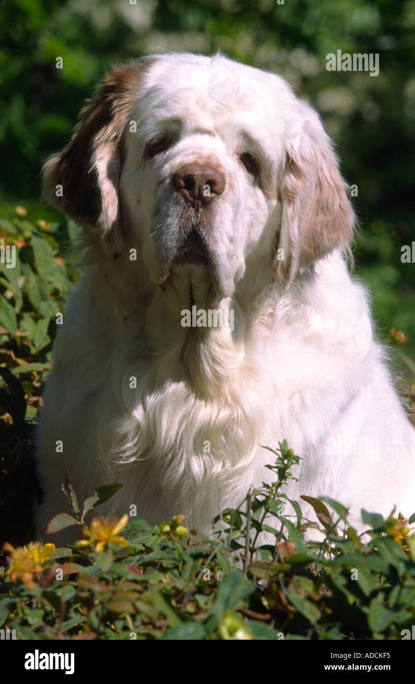 Clumber Spaniel dog resting outside model released image Stock Photo