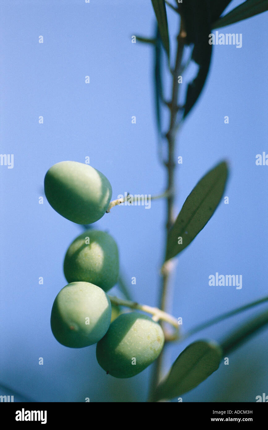 Olive growing countries hires stock photography and images Alamy