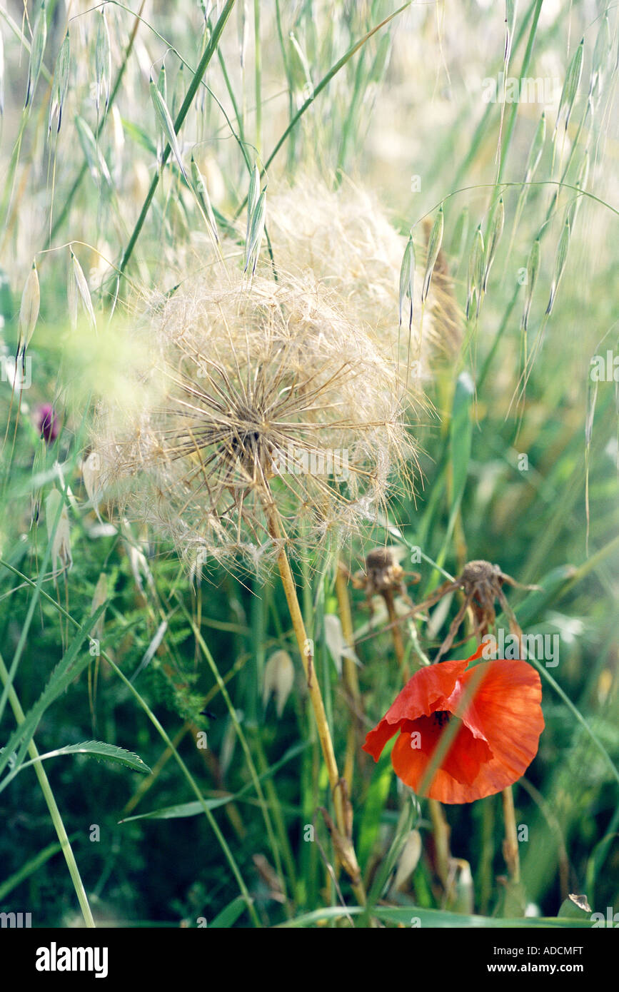 Dandelion and poppy growing in long grass Stock Photo