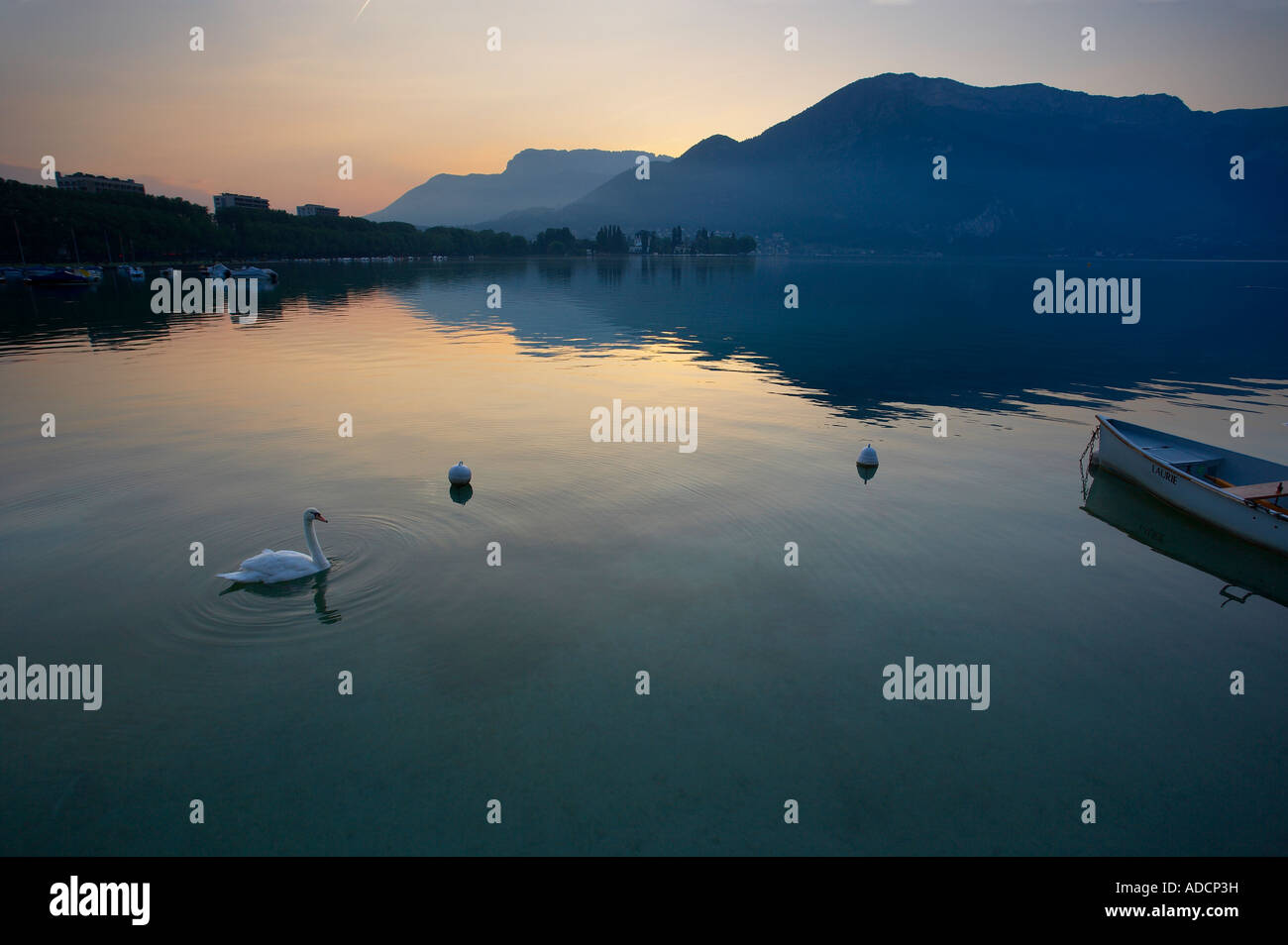 a swan on the lake at dawn Annecy Savoie France NR Stock Photo