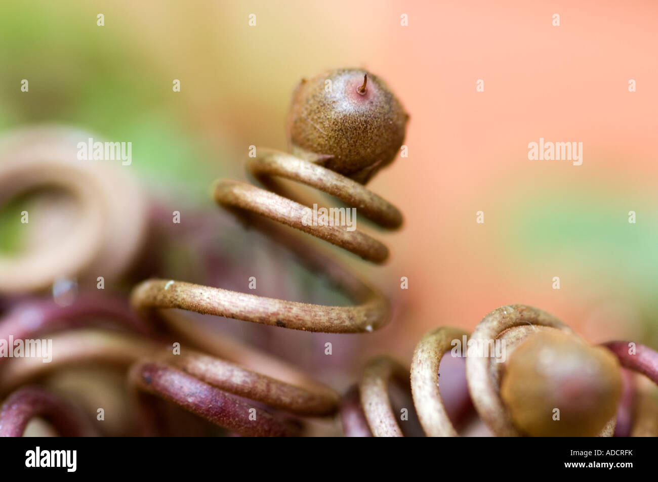The developing seeds of cyclamen plants on their spiral stems Stock