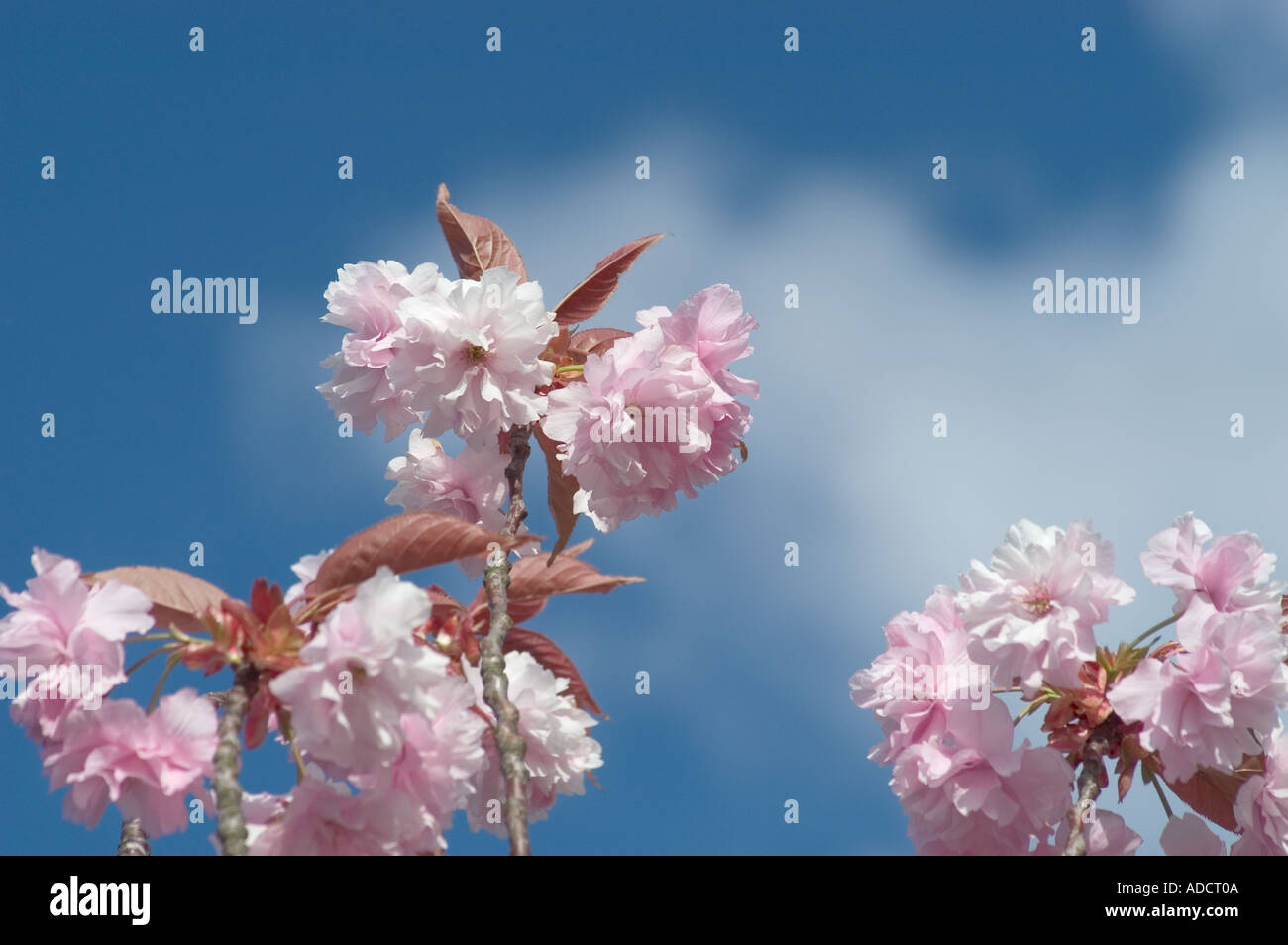 Cherrytrees hi-res stock photography and images - Alamy