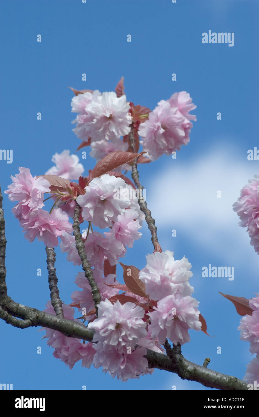 Cherrytrees in full bloom Stock Photo