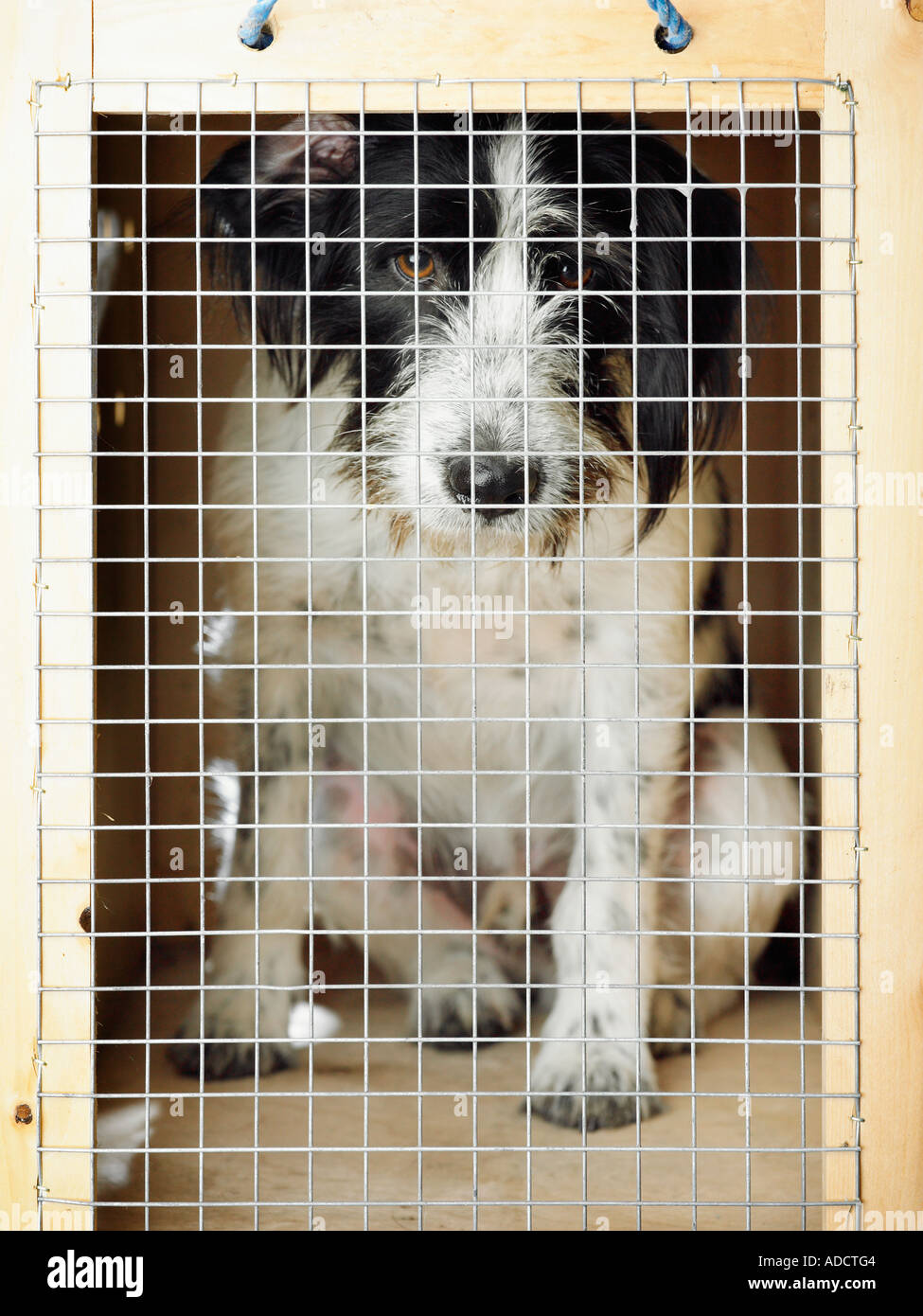 dog in cage Stock Photo Alamy