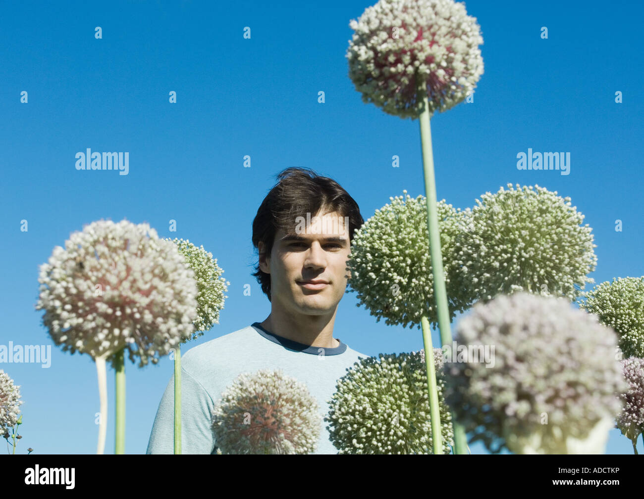 Man with allium flowers Stock Photo