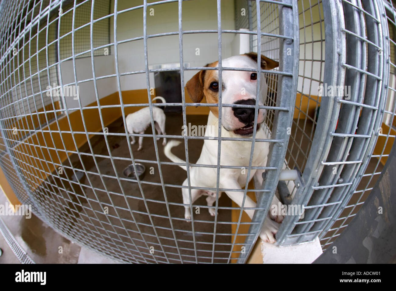 Rspca dog hi-res stock photography and images - Alamy Rspca dog hi-res stock photography and images - Alamy