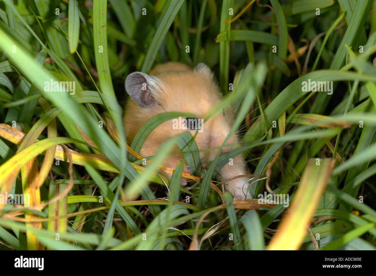 Hamster in Grass Stock Photo Alamy