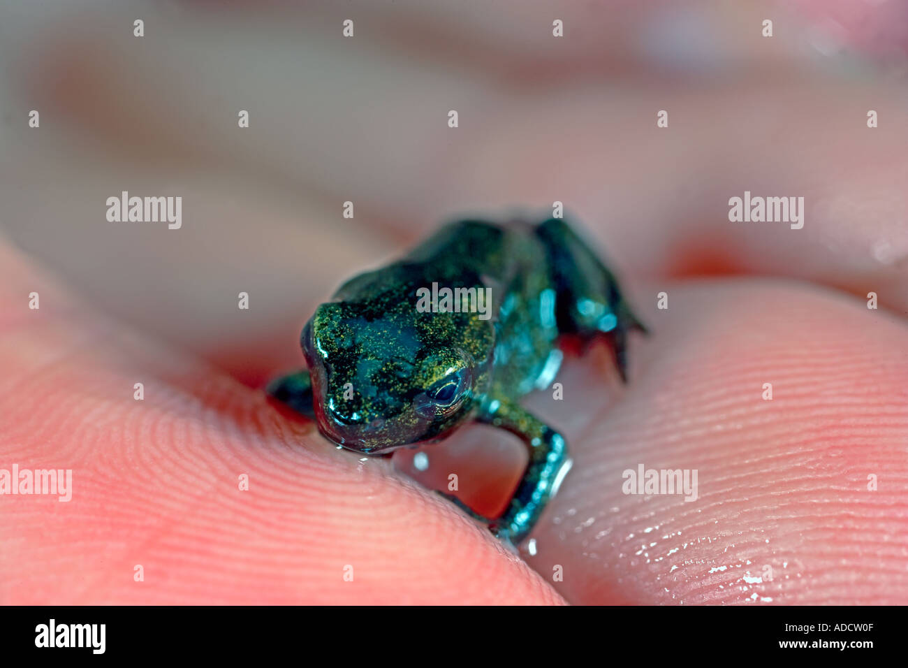 Common Frog (Rana temporaria) Froglet being held on the hand, from a