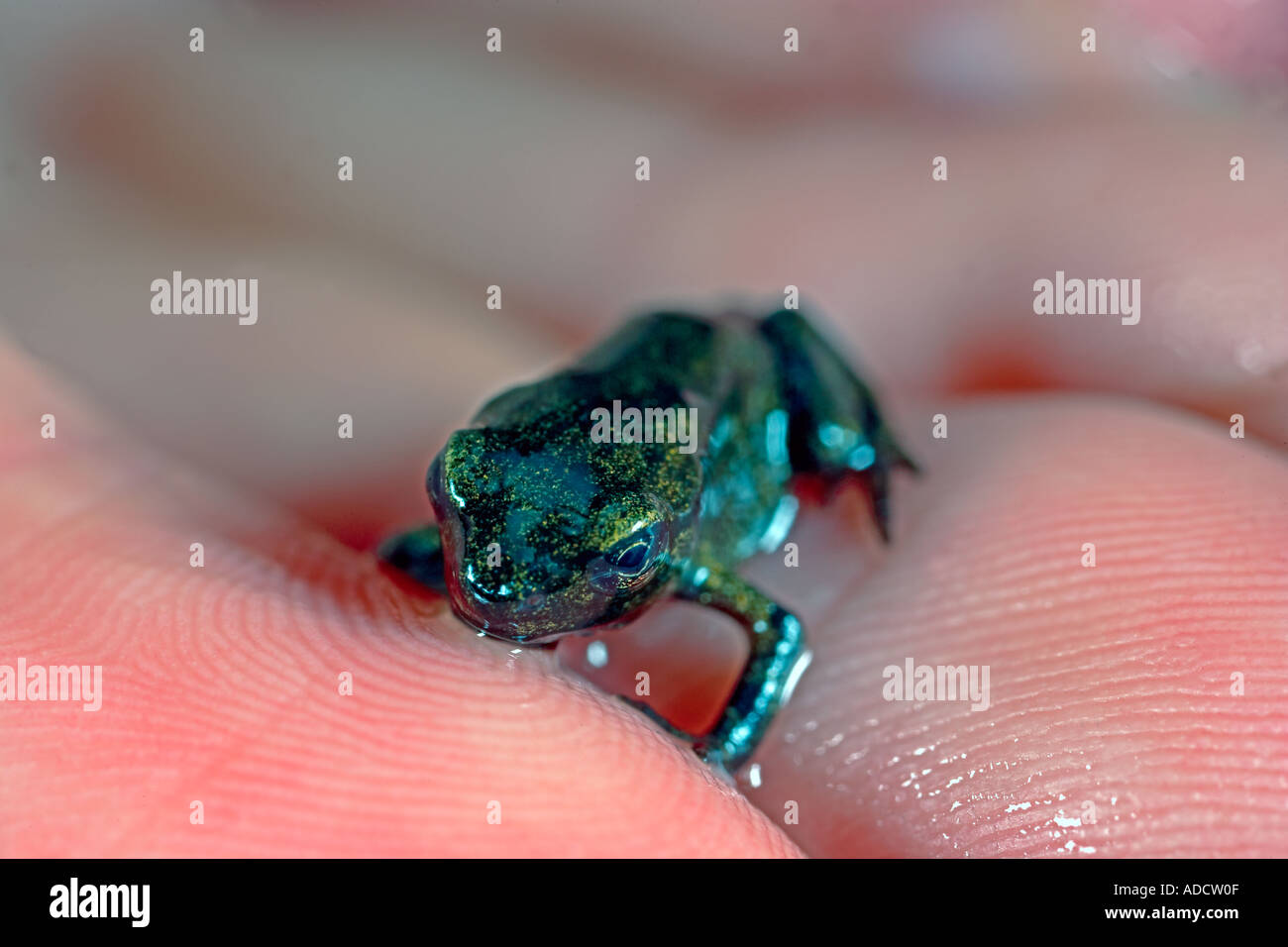 Common Frog (Rana temporaria) Froglet being held on the hand, from a garden pond in Wales, UK Stock Photo