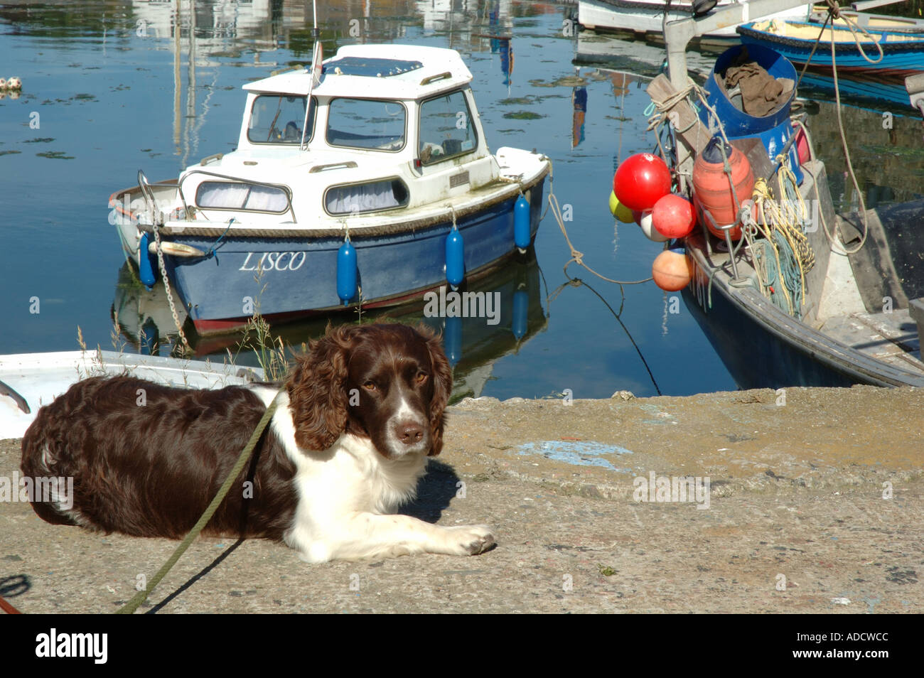 Spaniel dog fishing hi-res stock photography and images - Alamy
