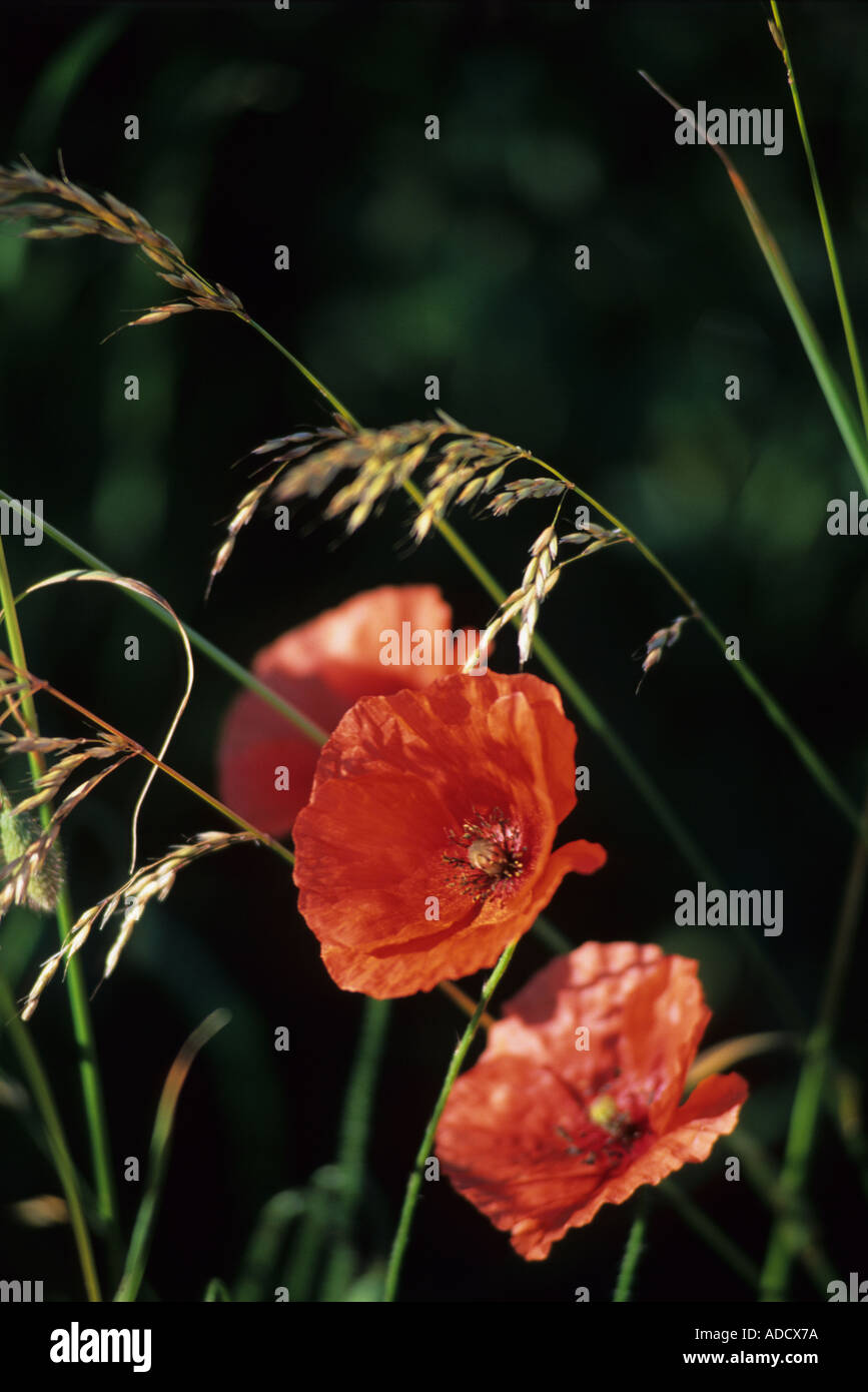 Poppies somme france hi-res stock photography and images - Alamy
