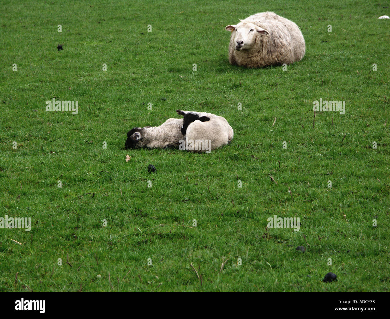 Sheep grazing in a lush green field Stock Photo - Alamy