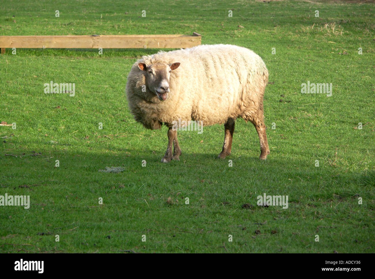 Sheep grazing in a lush green field Stock Photo - Alamy