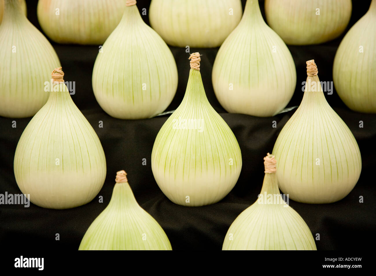 Onions on display, Bakewell Show 2006 Stock Photo