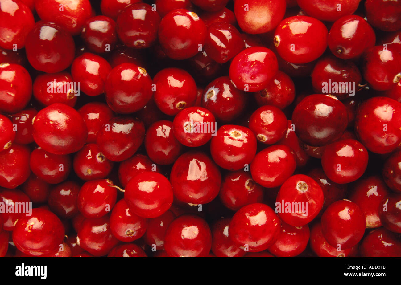 food foods fresh cranberries cranberry Stock Photo Alamy