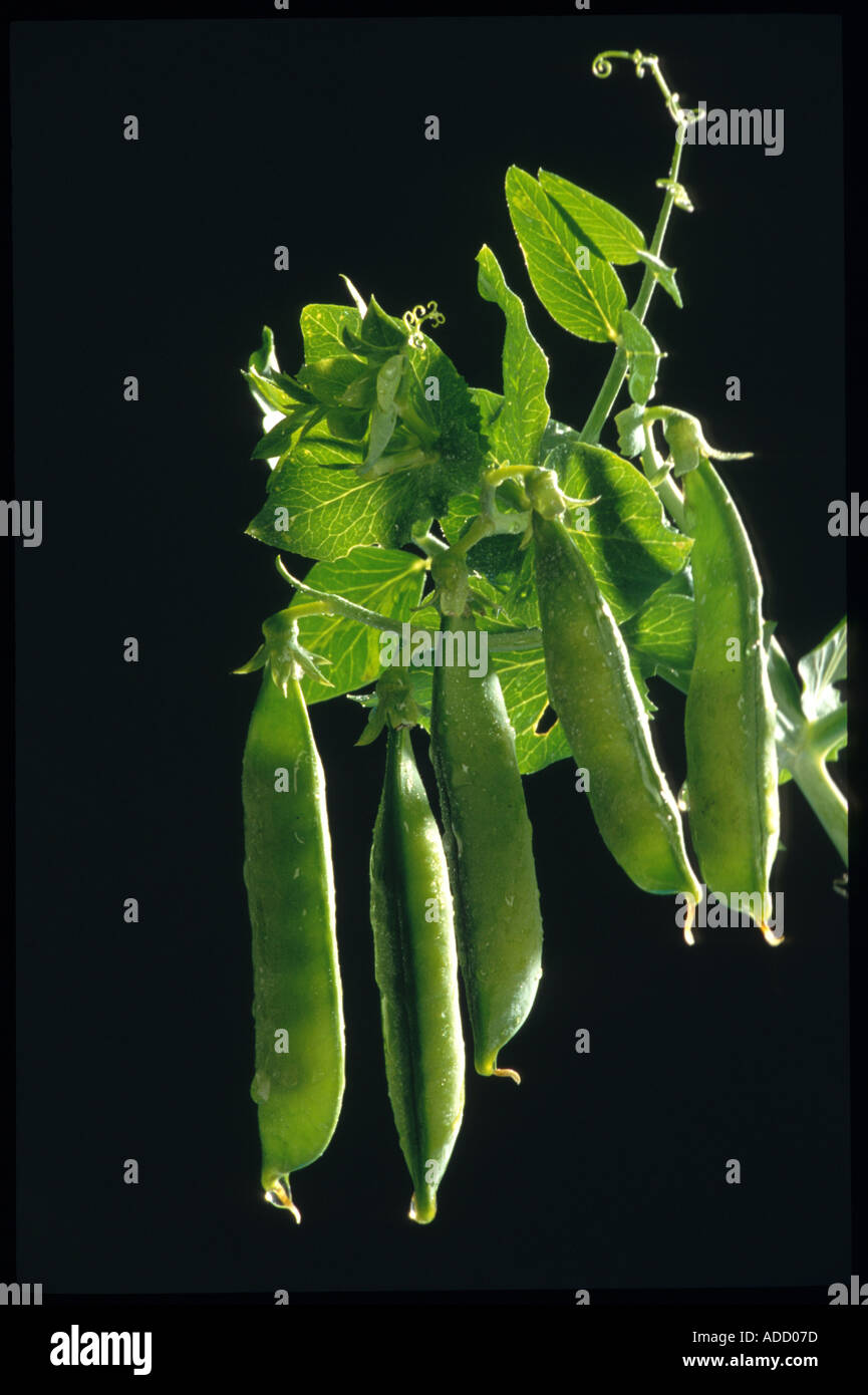 Peas Pea Erbsen green vegetable food legume pulse Stock Photo Alamy