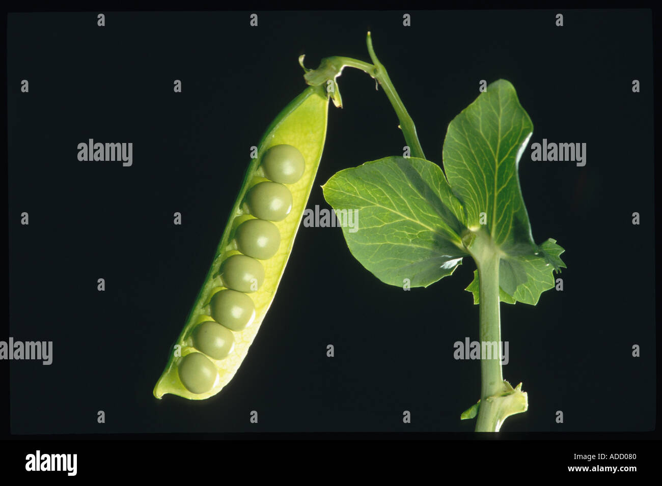 Peas Pea Erbsen green vegetable food legume pulse Stock Photo Alamy
